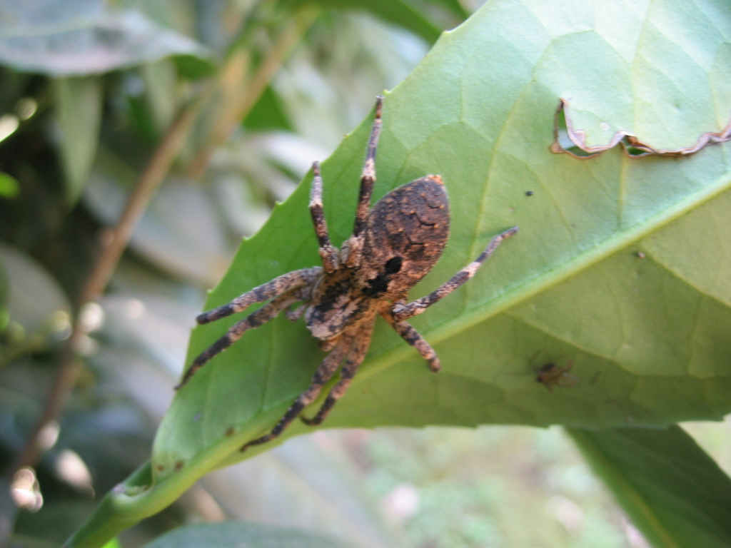 Zoropsis spinimana